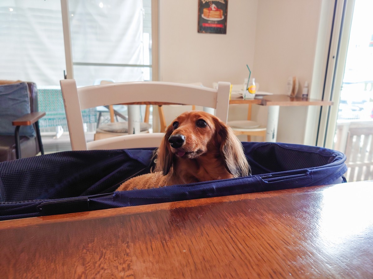 カフェ ルー　店内で寛ぐ愛犬その２