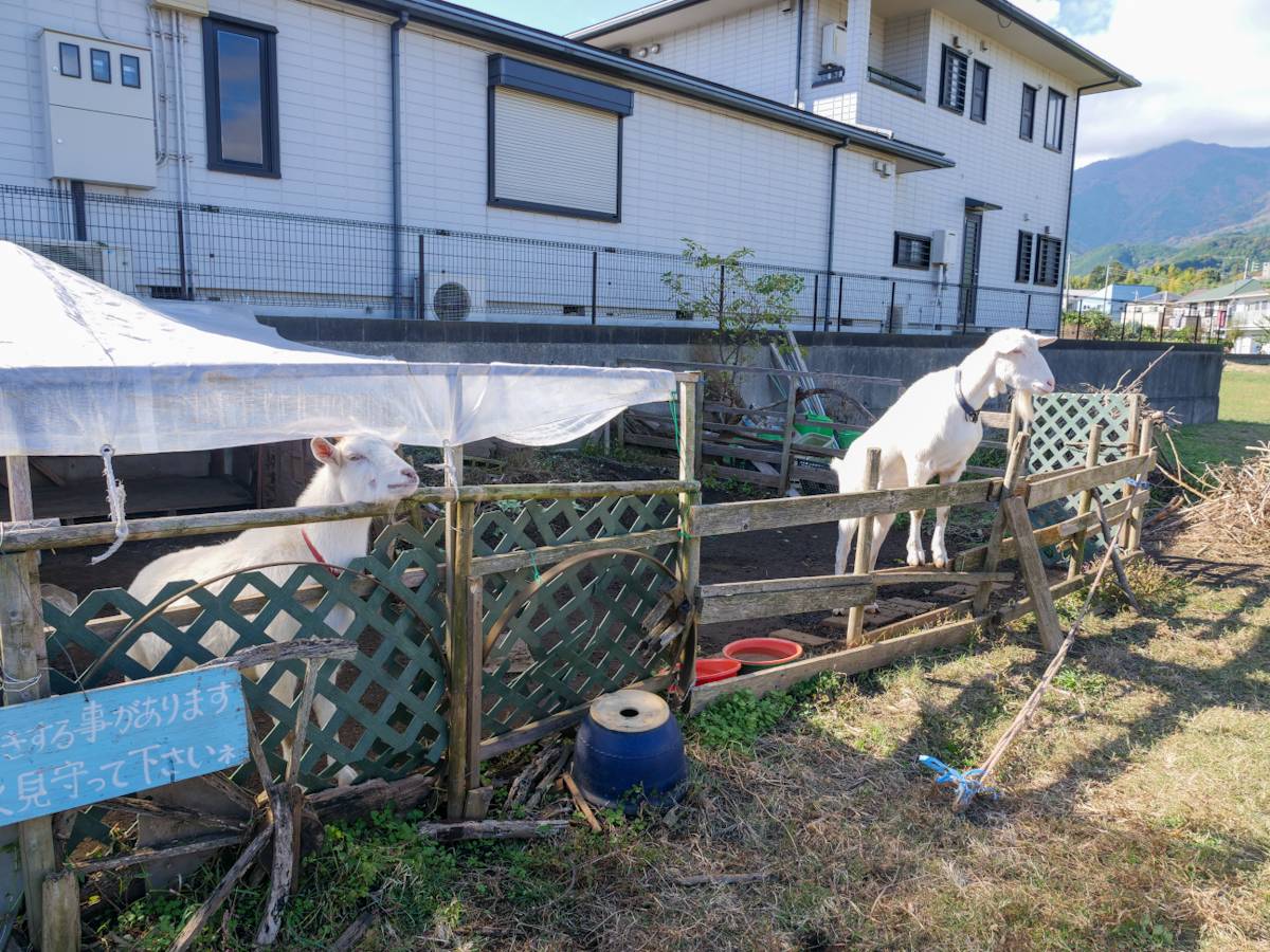 オリーヴの樹外観