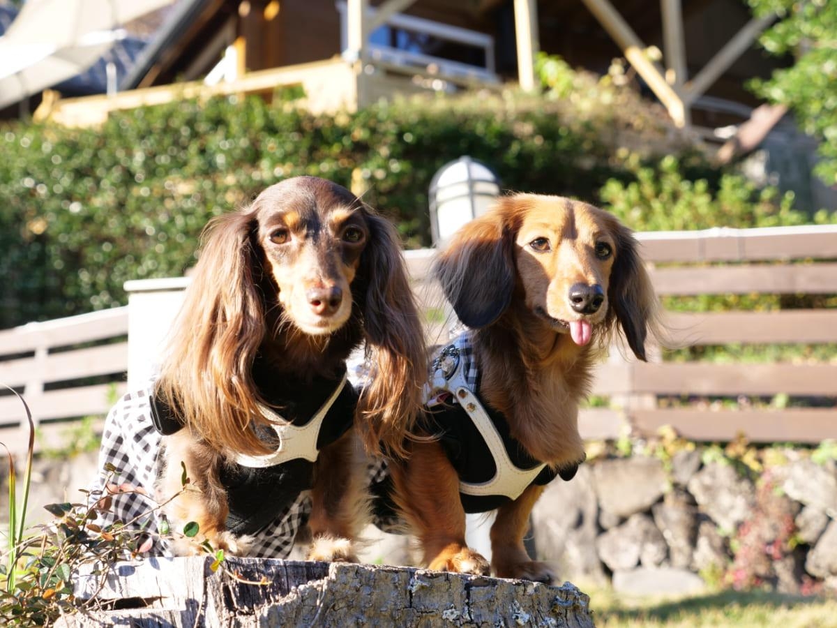 福茶's curry　ドッグランの愛犬達