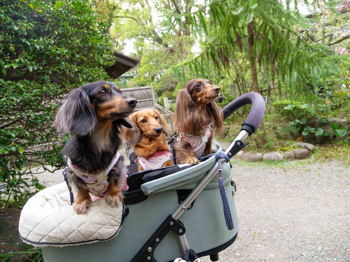 きんじろうカフェ　興味津々の愛犬達