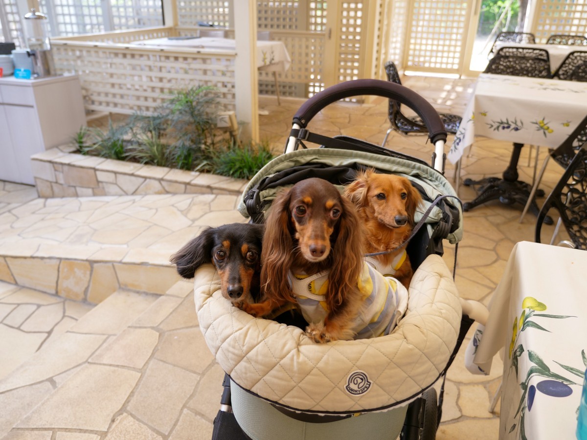 ピッツェリア・ダ・ヴェルデ 店内でバギーに乗っている愛犬達