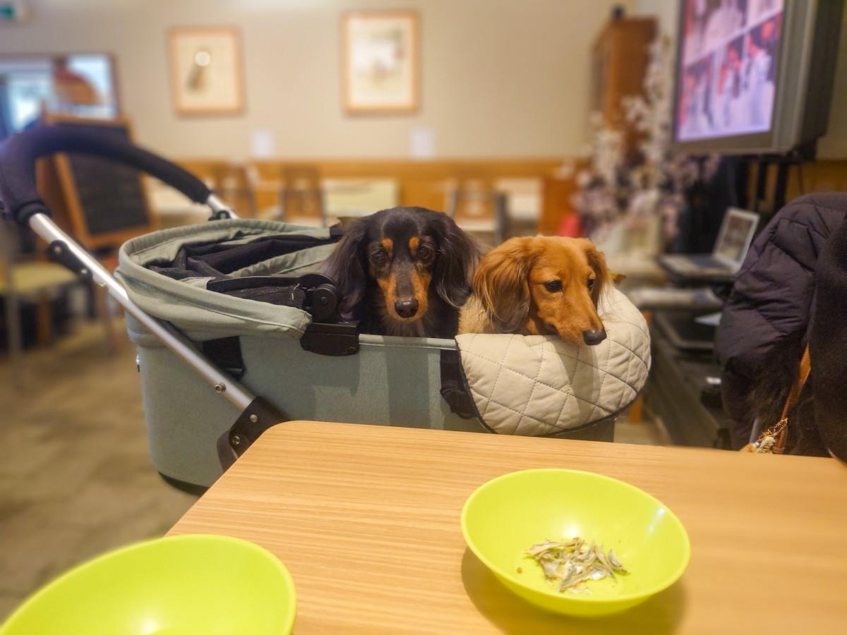 ドッグカフェ・プティシアン　愛犬達
