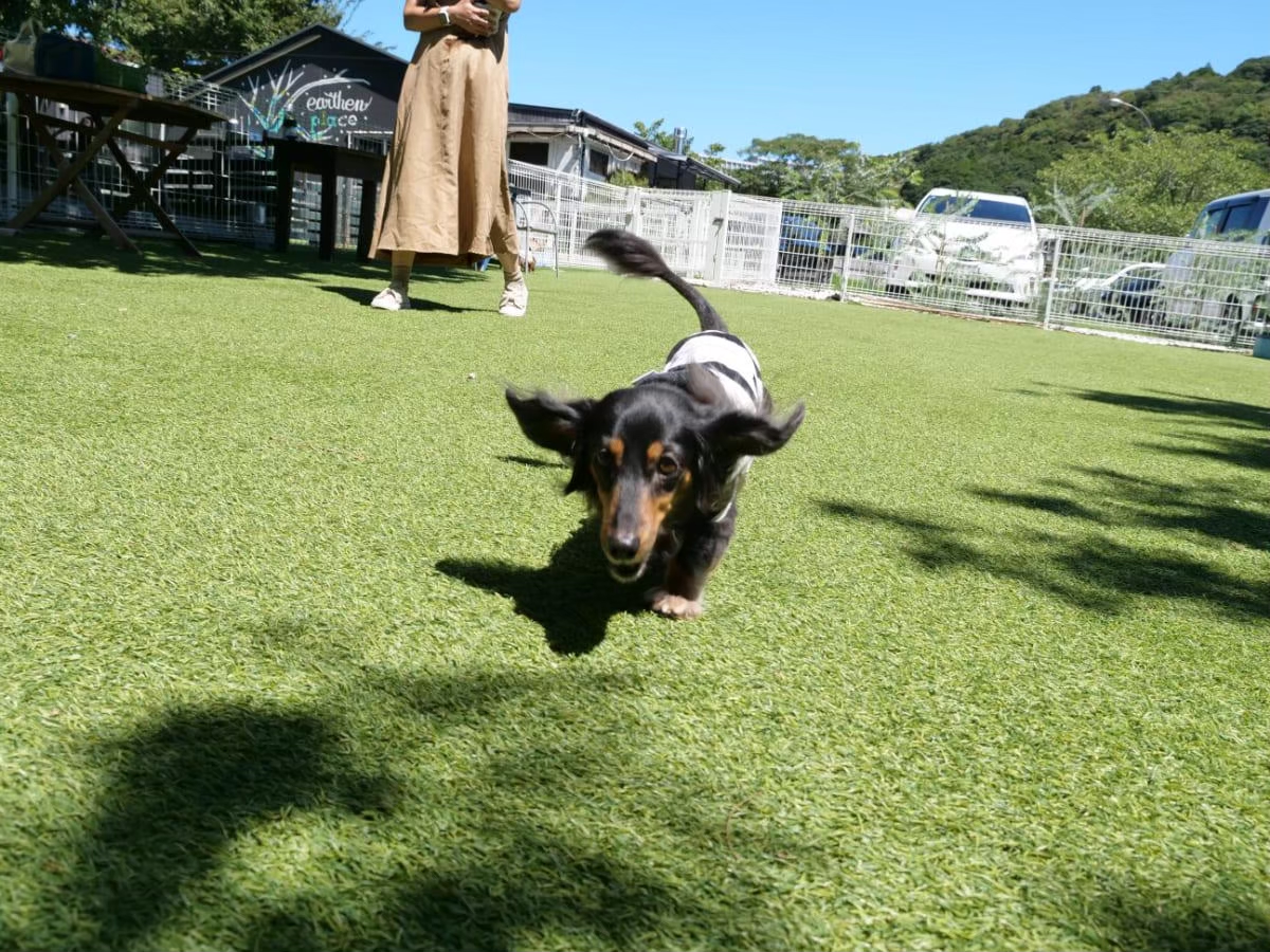 アーセンプレイス子安の里 テラス席の芝生を爆走する愛犬