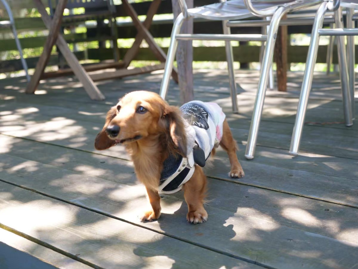 アーセンプレイス子安の里 木陰で休む愛犬