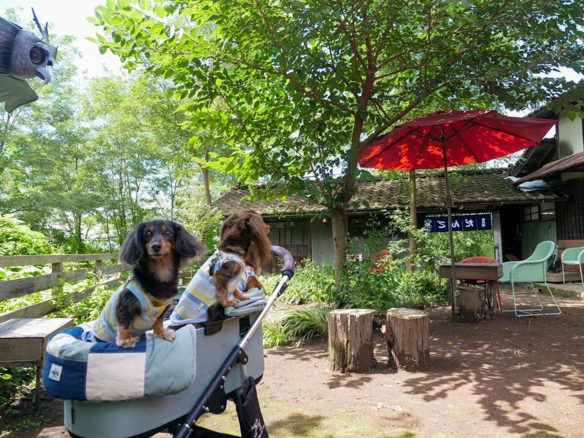 だんごカフェかえる亭御代田 テラス席での愛犬達