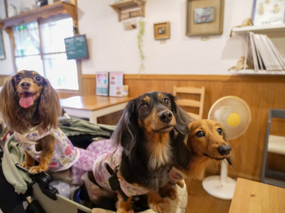 アイムホーム　店内で寛ぐ愛犬達