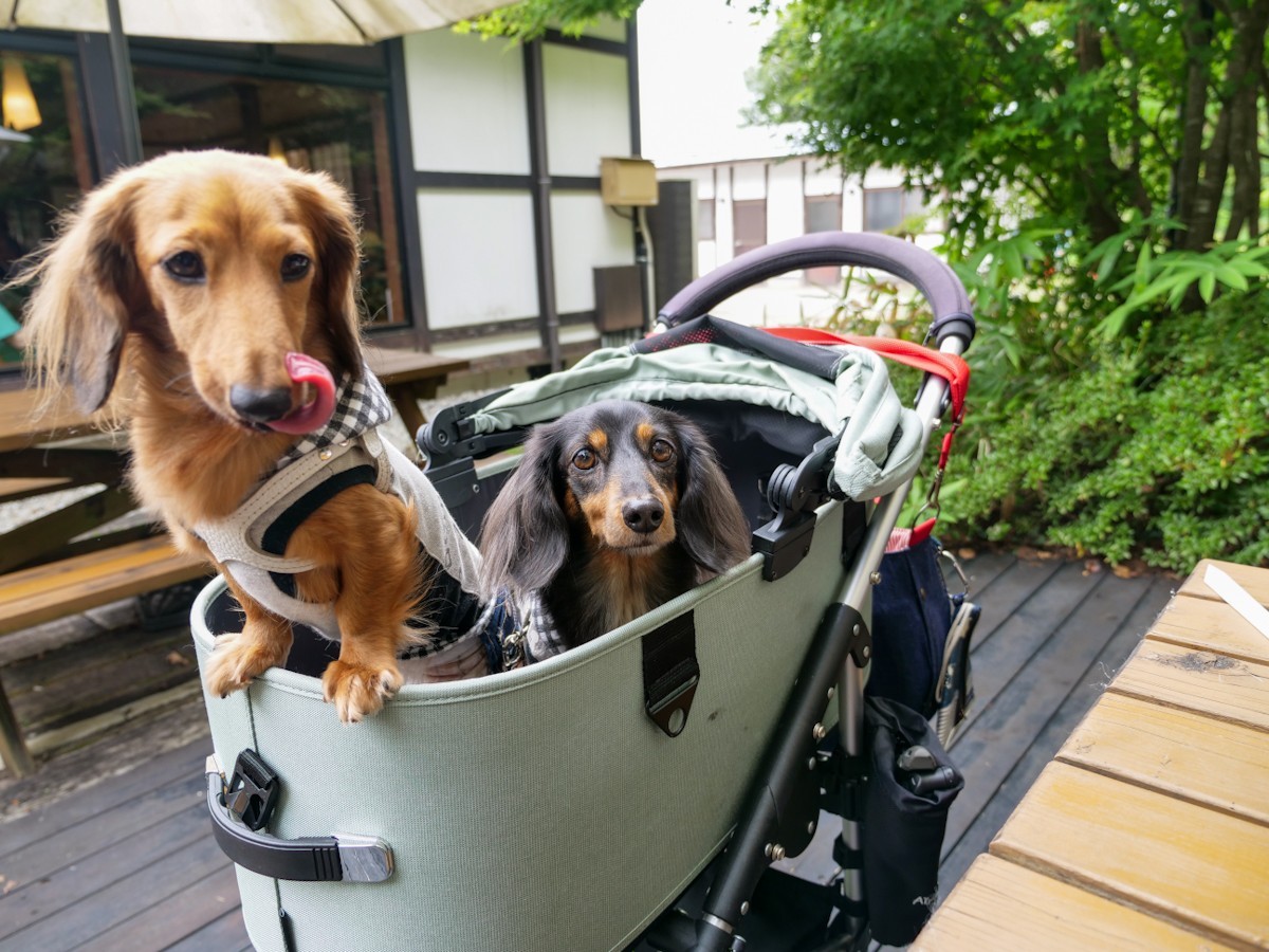 自然薯 茶茶 じねんのむら 飛騨高山店　テラス席と愛犬