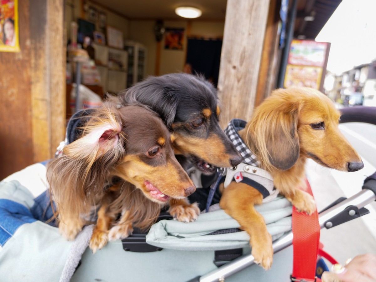 みずま　お店の前で待つ愛犬達