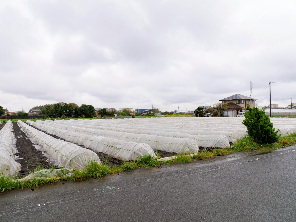 あじっこ　店舗前の畑の風景