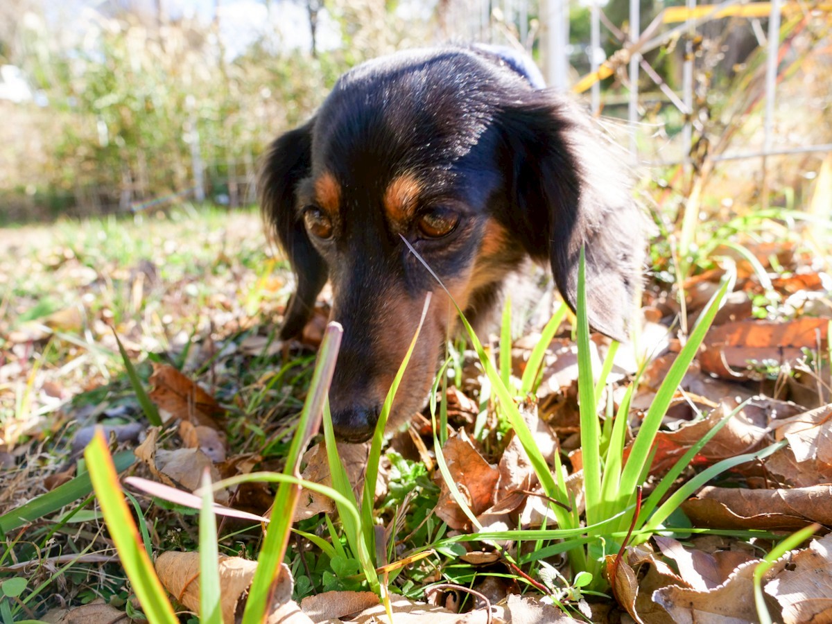 ビブラビブレ　ドッグランスペースでの愛犬