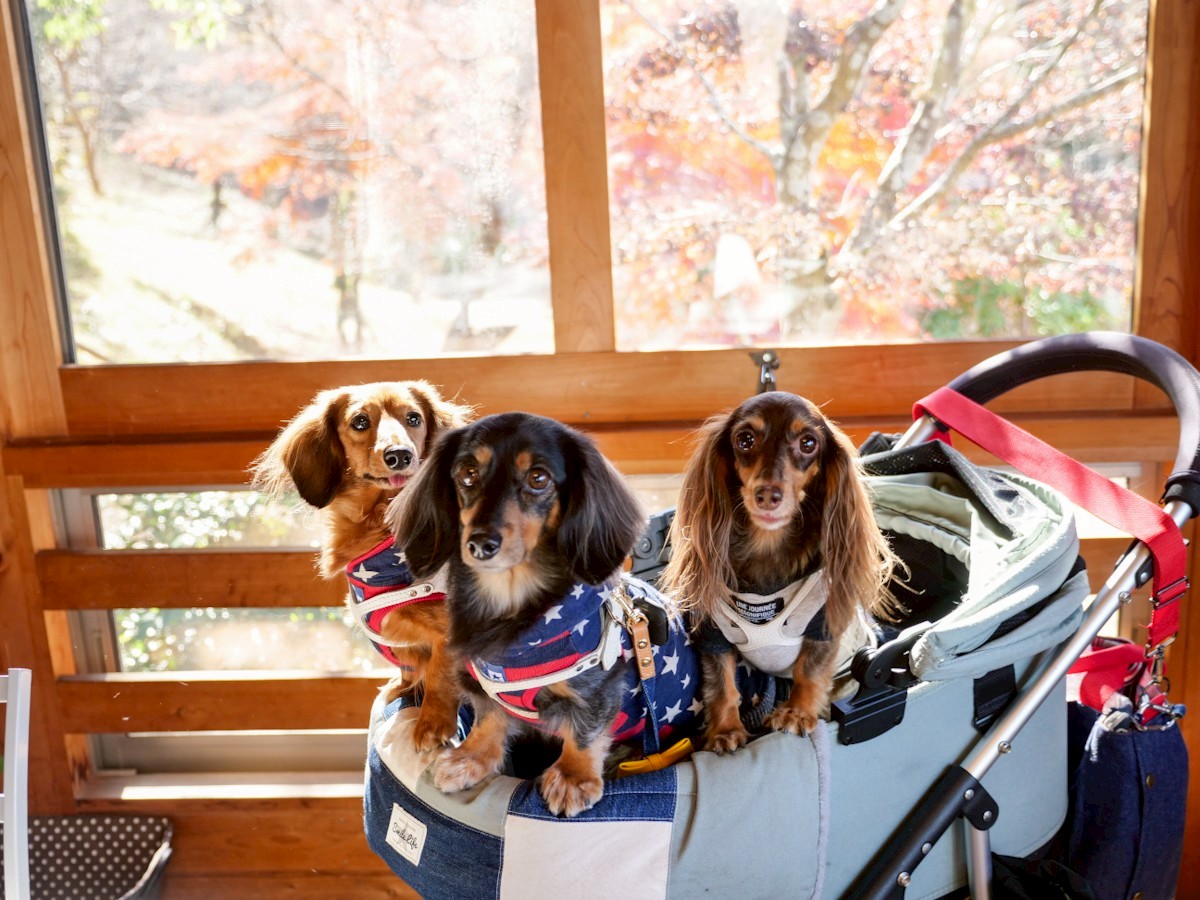 ビブラビブレ　室内のペット同伴OKのスペースでの愛犬達
