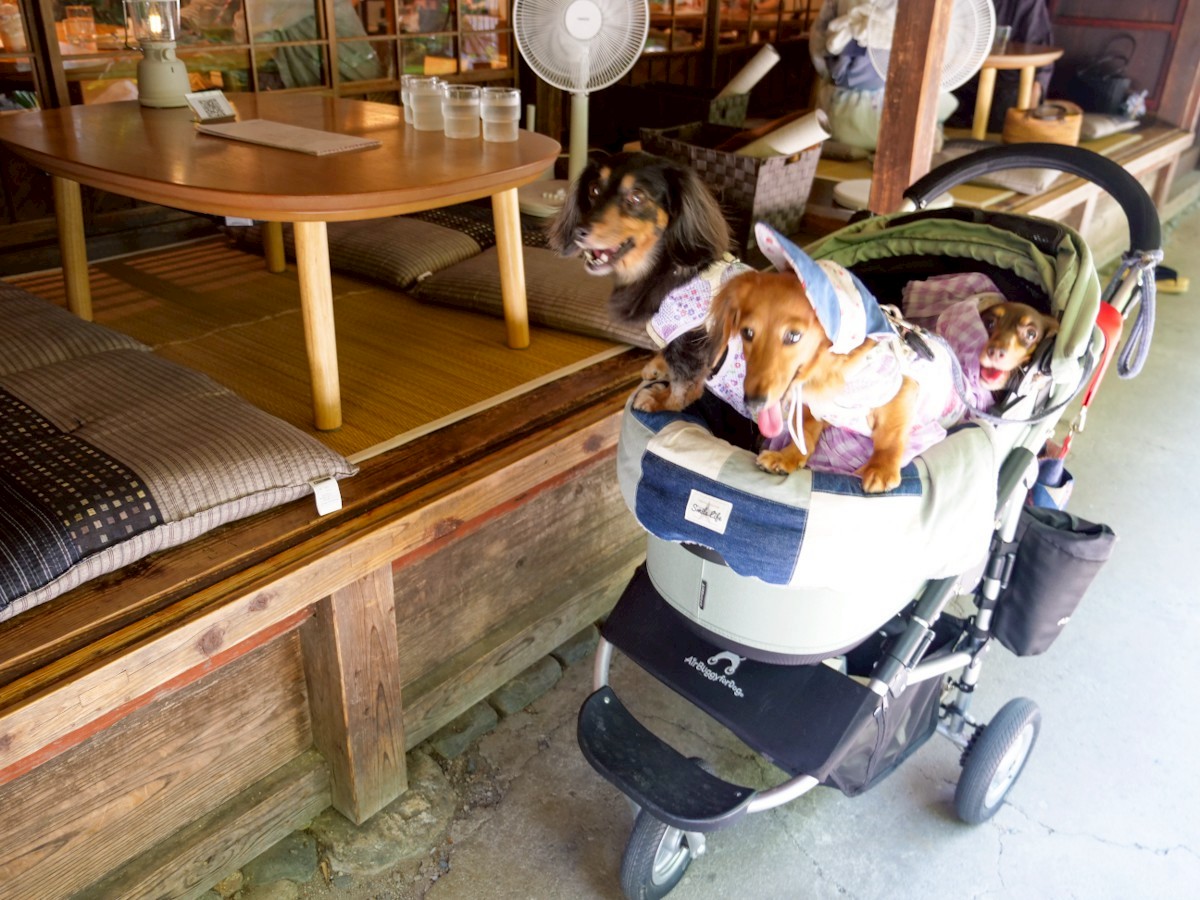 パンとエスプレッソと嵐山庭園 テラス席の脇でバギーに乗る愛犬たち