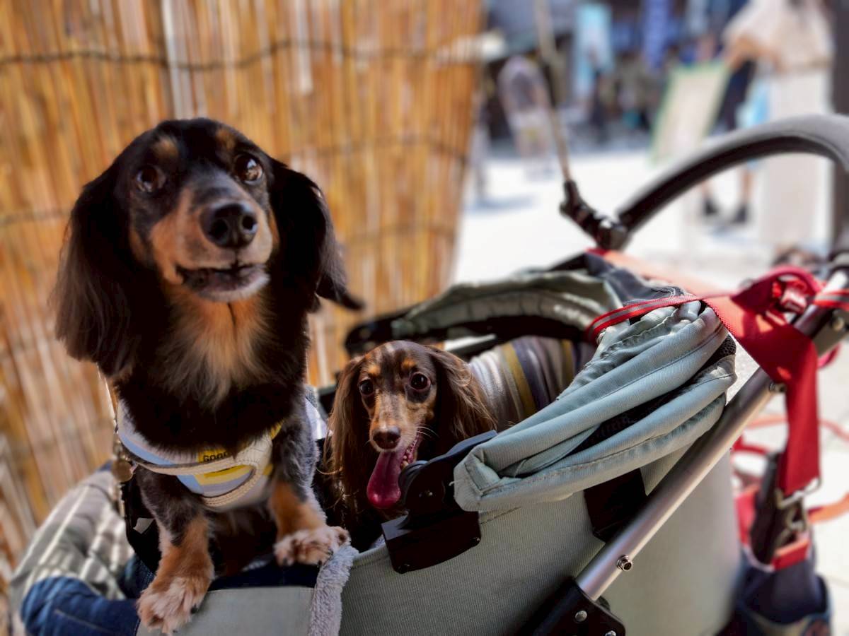 赤福 本店別店舗 テラス席の愛犬たち