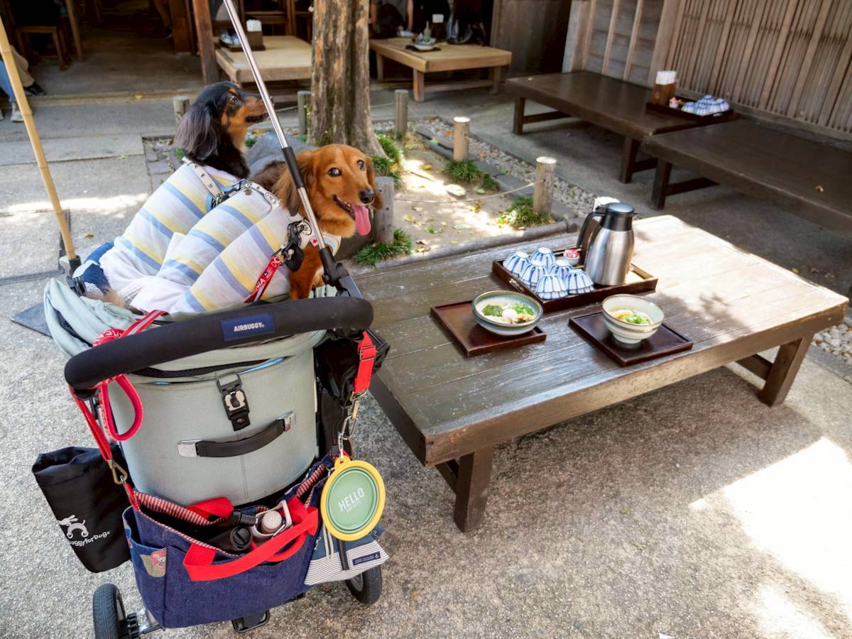 ふくすけ テラス席とバギーに乗った愛犬たち