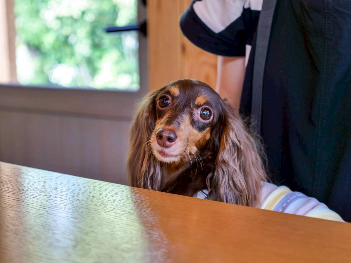 NIWA＋ カフェ＆ドッグラン 店内での愛犬