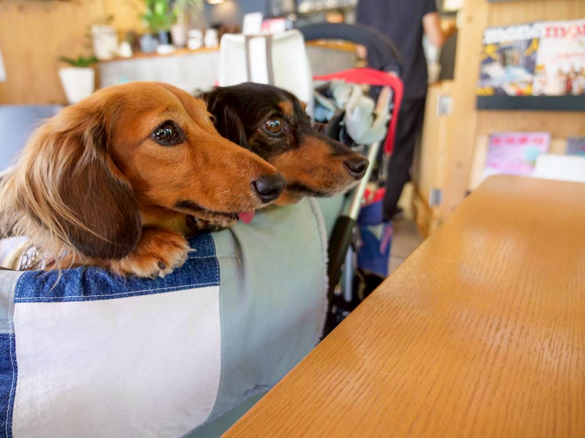 NIWA＋ カフェ＆ドッグラン テーブル席での愛犬たち