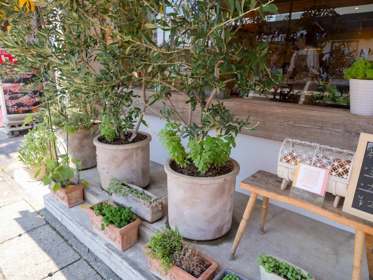 ラ・パチャーダ 店舗前の植木